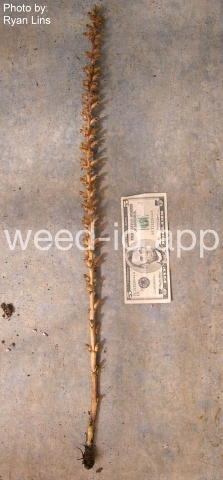 broomrape, small